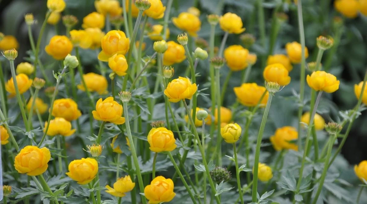 Купальница европейская