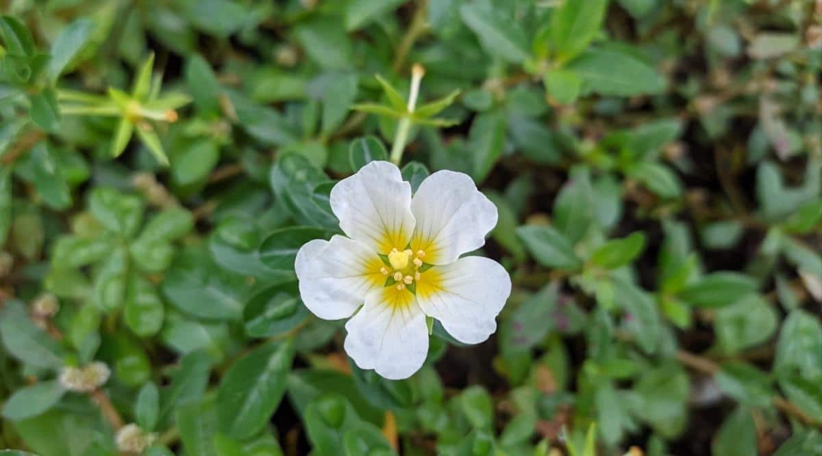 Лапчатка белая