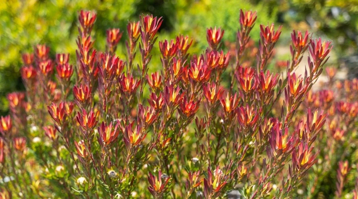 Леукадендрон сансет