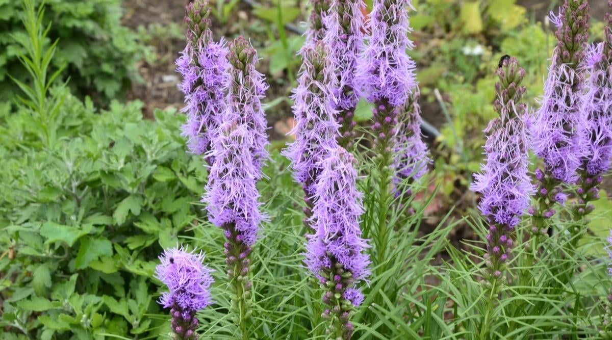 Лиатрис колосистая