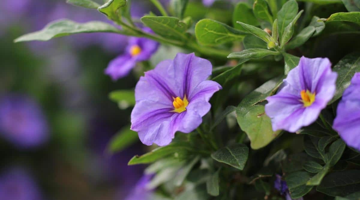 Лициант рантоннетия