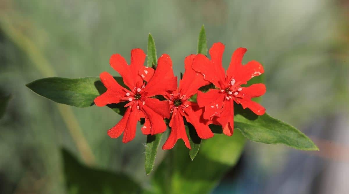 Лихнис халцедонский зорька