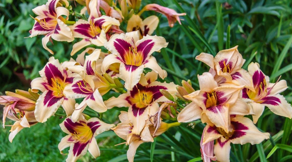 Лилейник вайлд хорсес