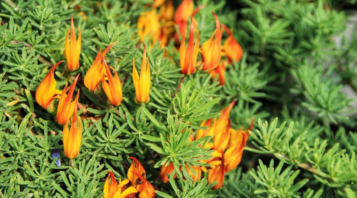 Лядвенец бертелота