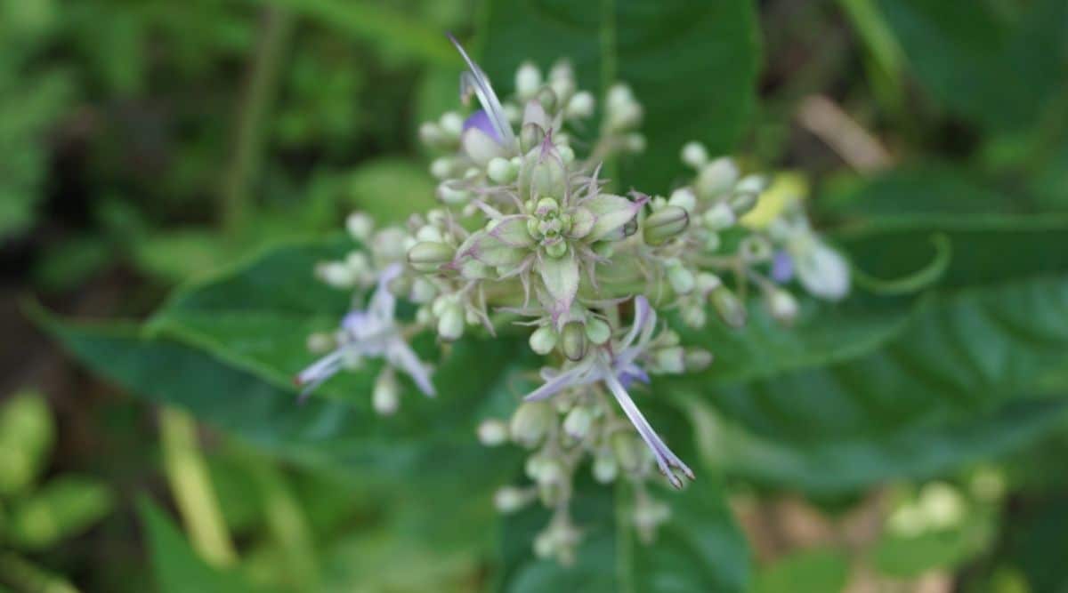 Люпин белолобый