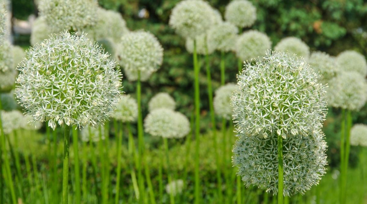 Лук гигантский