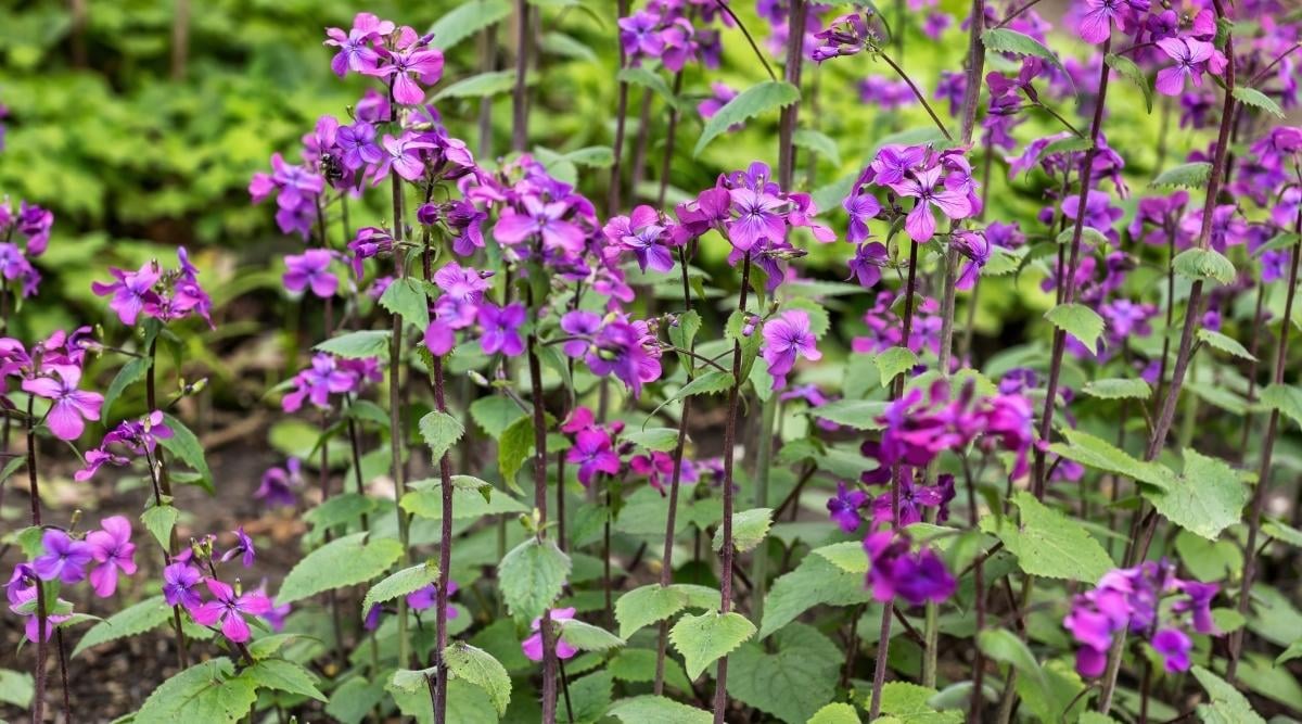 Лунник однолетний