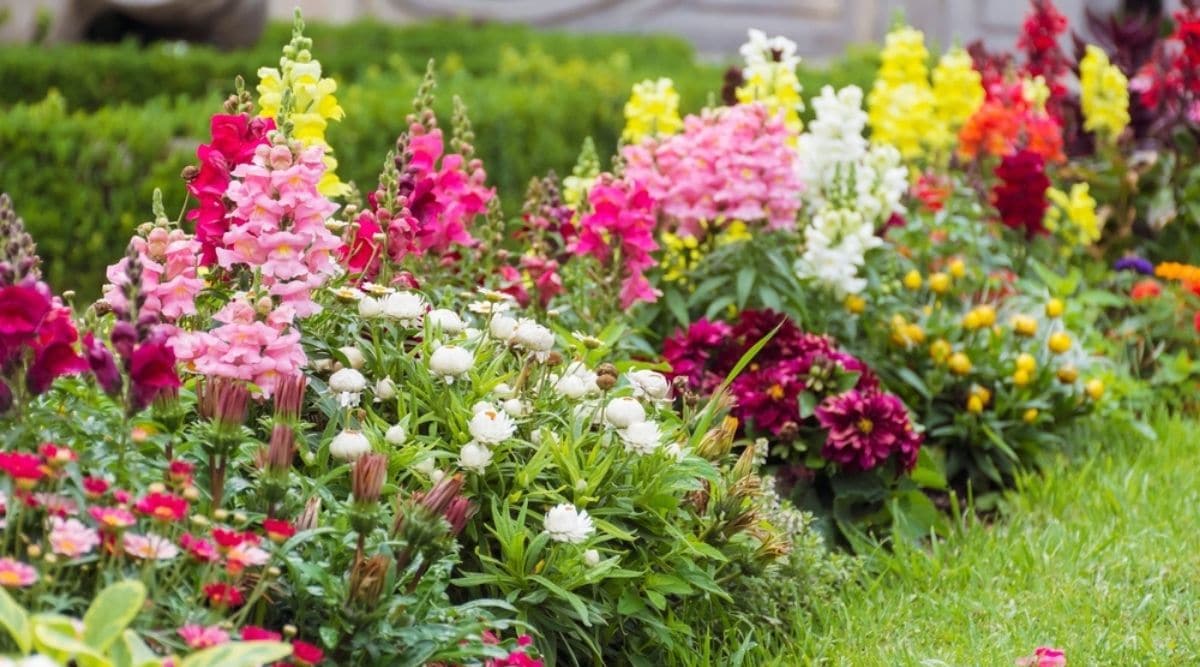 Львиный зев