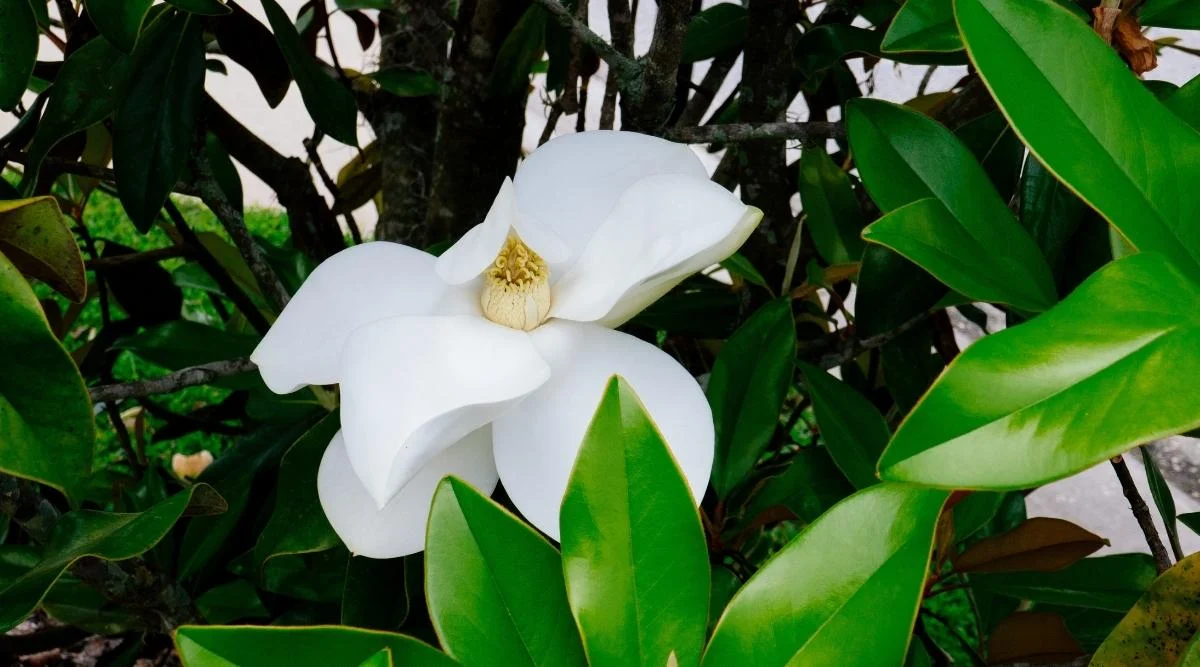 Магнолия крупноцветковая