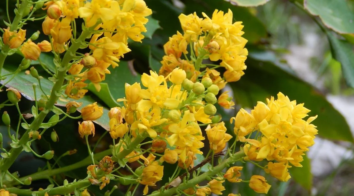 Магония падуболистная