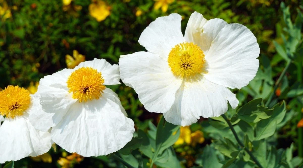 Мак восточный