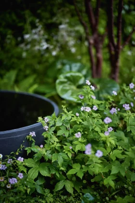 маленький сад