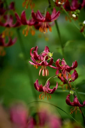 Этот маленький сад на западе Лондона выглядит как настоящий шедевр фото