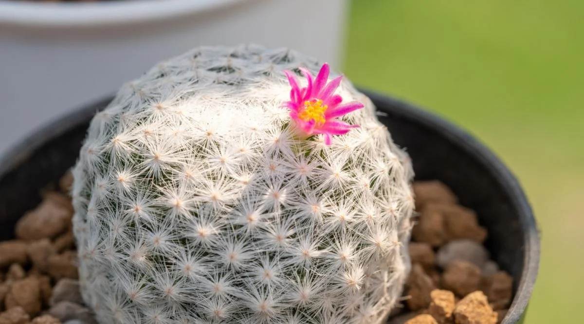 Маммиллярия Хани