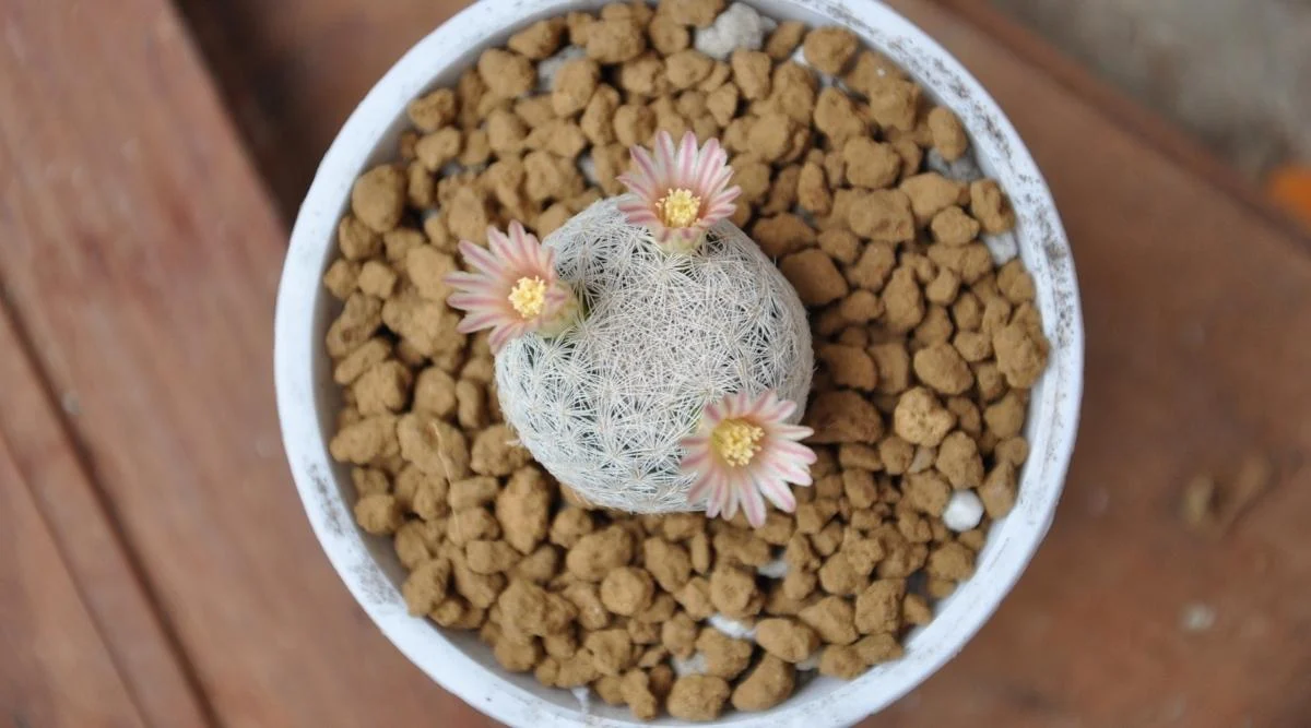 Маммиллярия лазиаксантовая