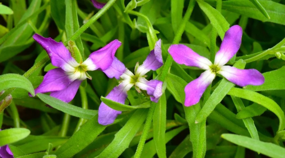 Маттиола длинноцветковая