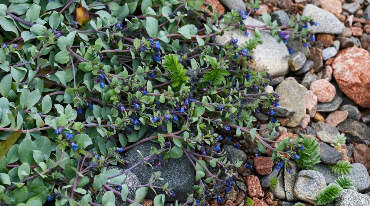 Мертензия приморская