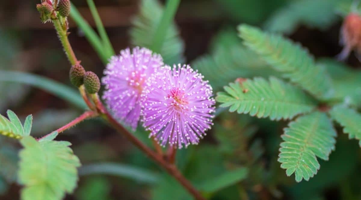 Мимоза стыдливая