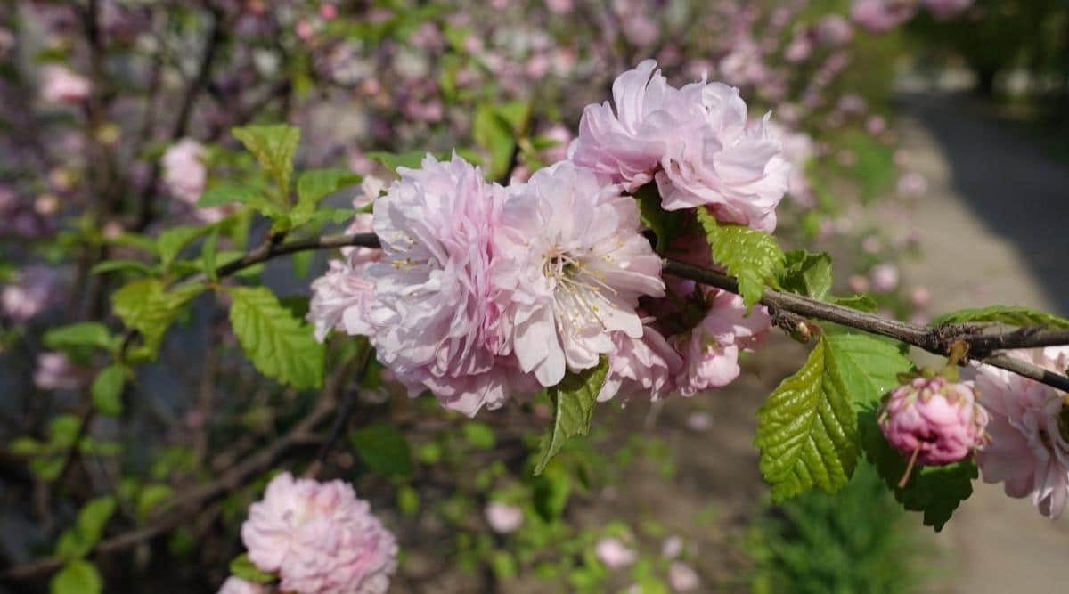 Миндаль трёхлопастный