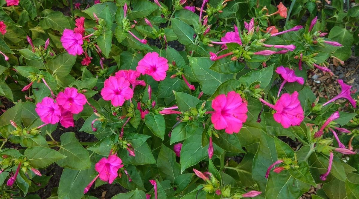 Мирабилис ялапа