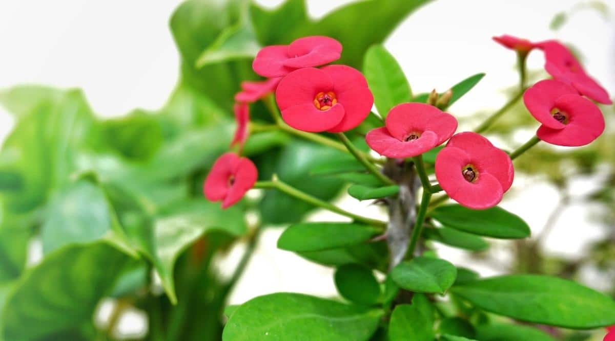 Молочай Миля