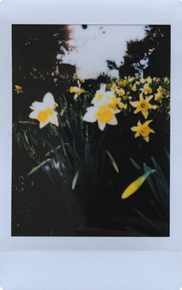 Fujifilm Instax Mini 12