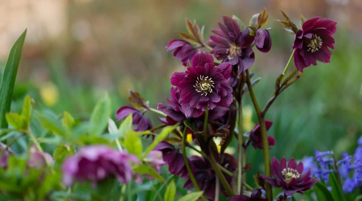 Морозник восточный 