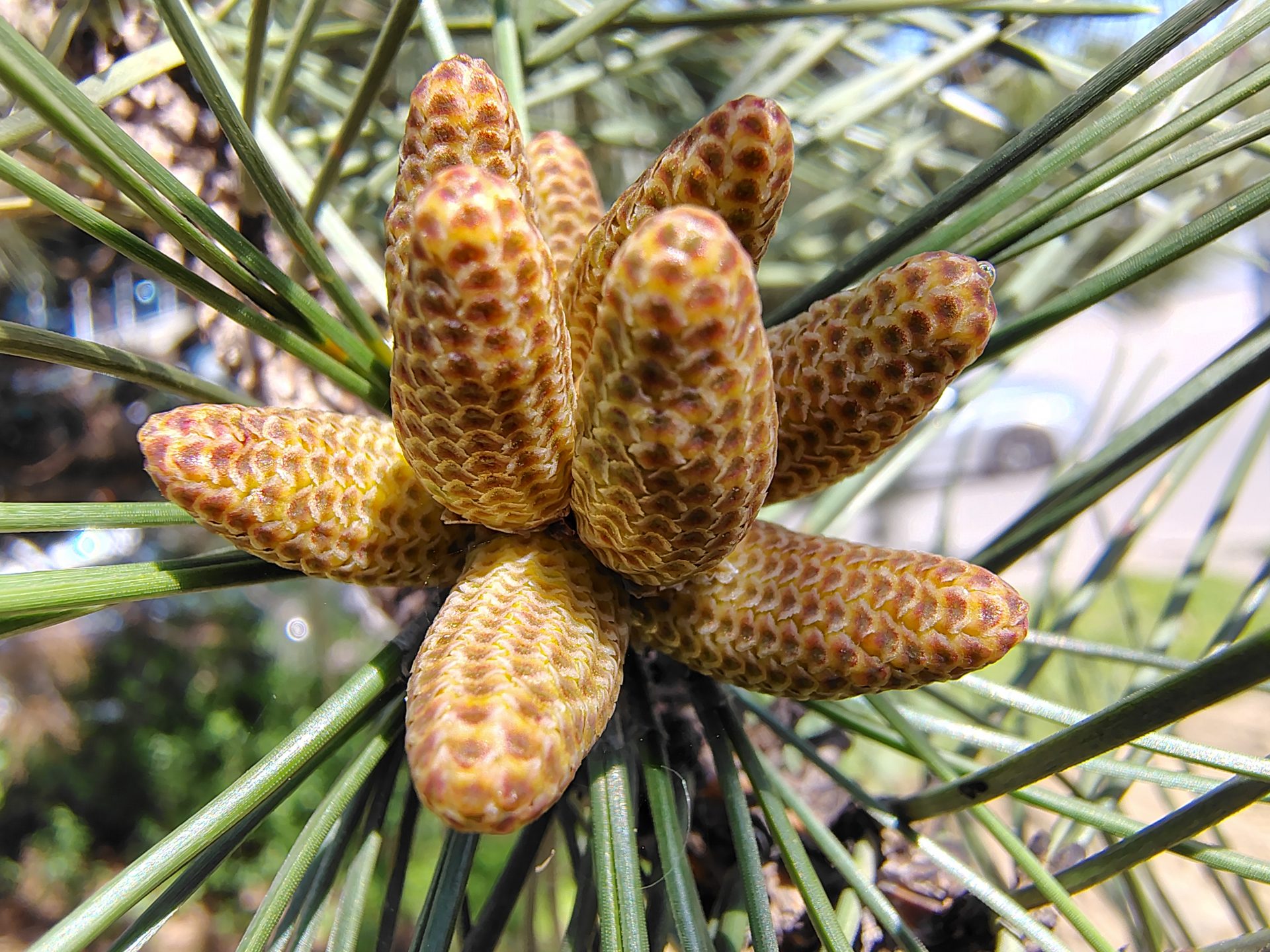 Moto G Stylus 5G (2025)