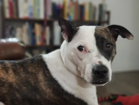 Обзор Razr Ultra 2025: стиль и содержание в одном флаконе фото