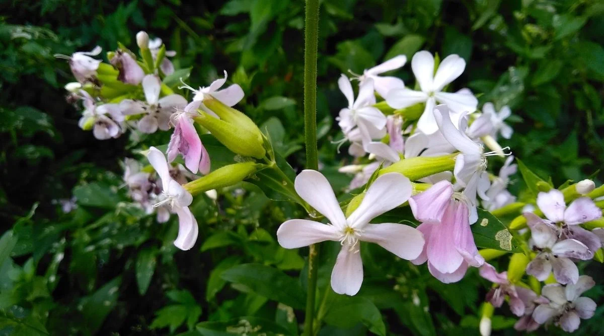 Мыльнянка лекарственная