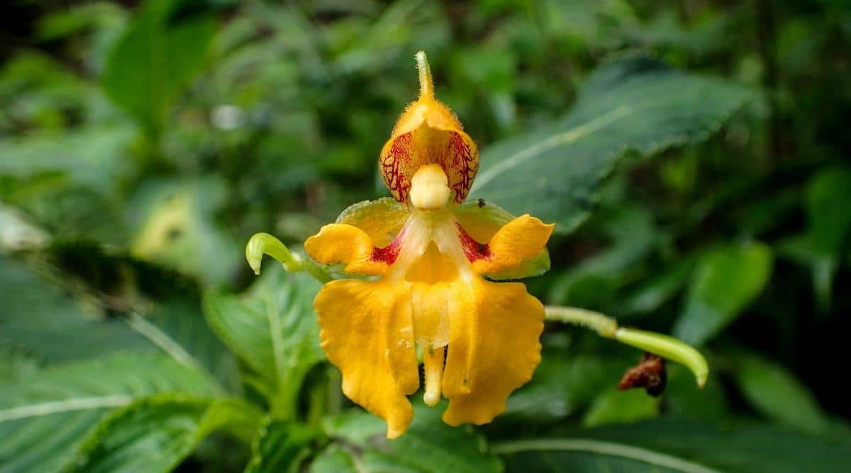 Недотрога обыкновенная