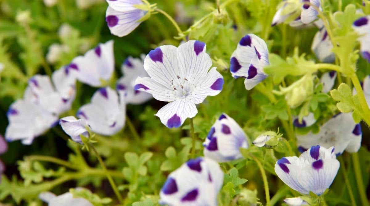 Немофила пятнистая барбара