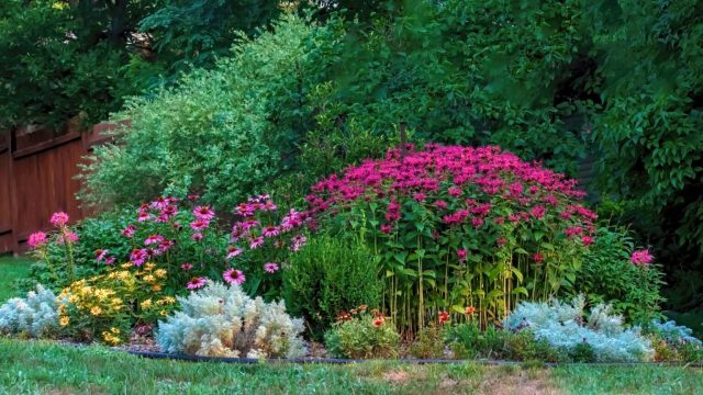 Неприхотливые многолетние растения для сада топ-21 вариантов