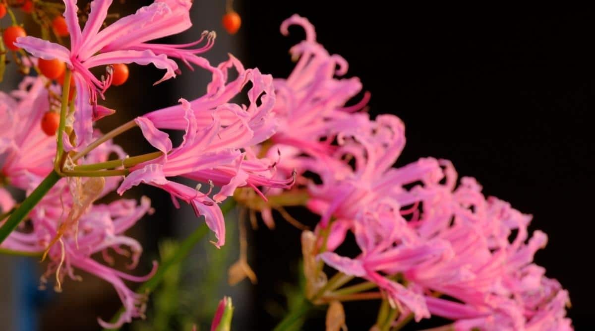 Нерине боудена