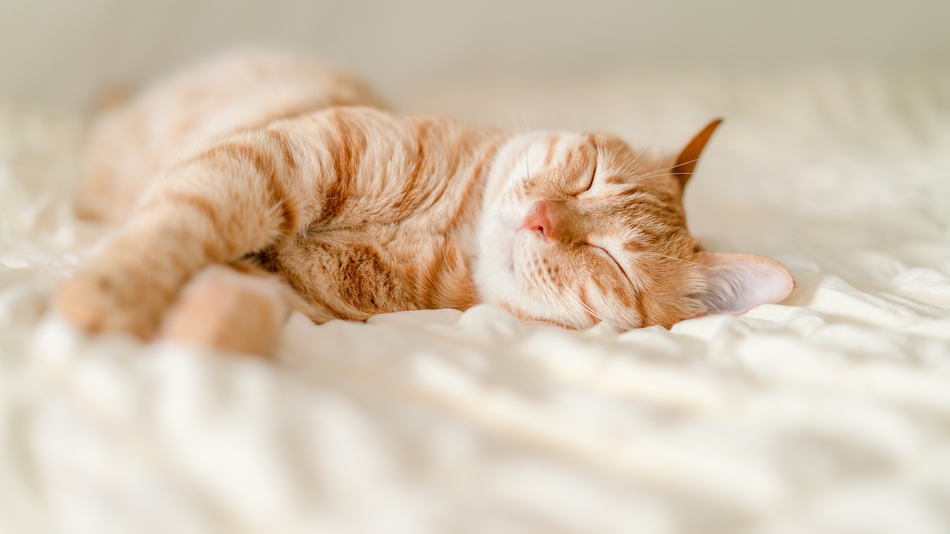 Кошки — единственные животные, которые мурлычут?