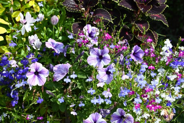 Nikon Z DX 50-250mm f/4.5-6.3 VR