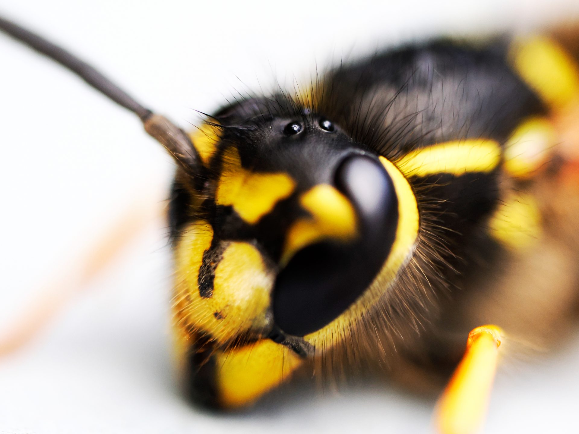 M.Zuiko 90mm f/3.5 Macro