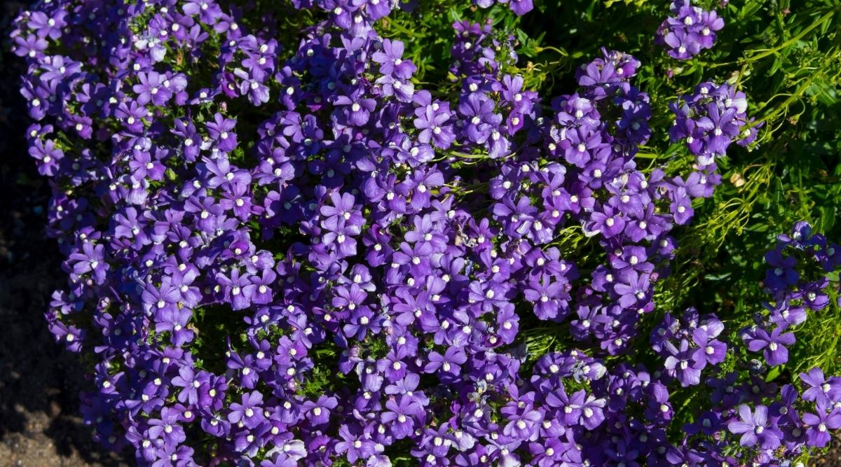 Обриета аубреция многолетняя