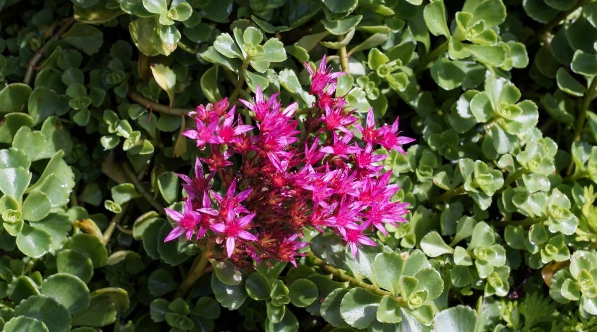 Очиток ложный