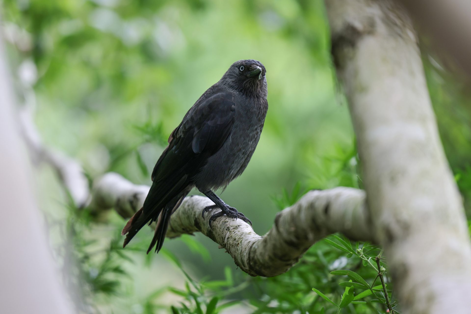 Все ненавидят Canon RF 70-200mm f/2.8 — и именно поэтому я его обожаю картинка Все ненавидят Canon RF 70-200mm f/2.8 — и именно поэтому я его обожаю