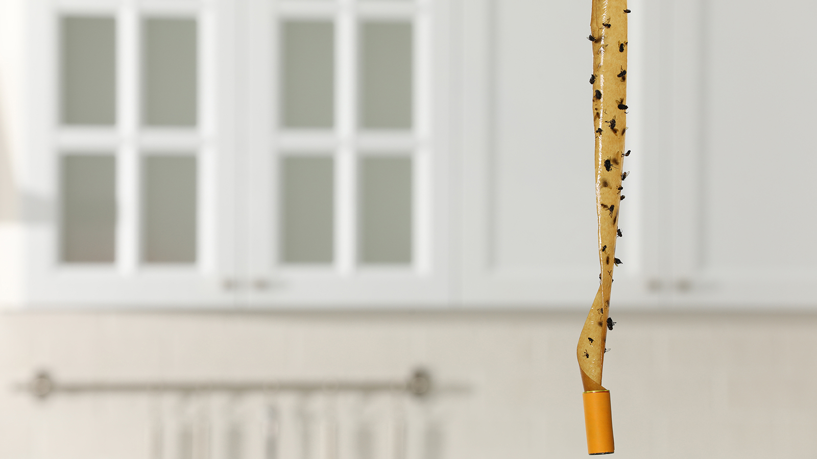 огуречные дольки от мух