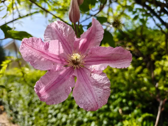 Обзор OnePlus 13s: безупречная автономность и флагманская мощь фото