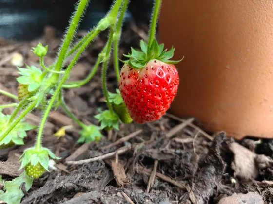 Обзор OnePlus 13s: безупречная автономность и флагманская мощь фото