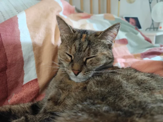 Обзор OnePlus 13s: безупречная автономность и флагманская мощь фото