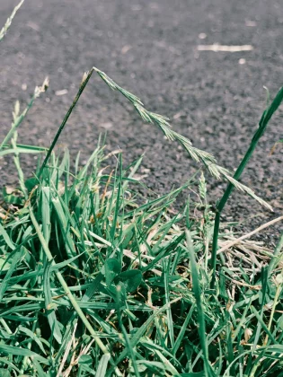 Обзор OnePlus 13s: безупречная автономность и флагманская мощь фото