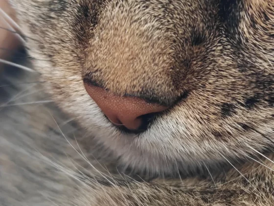 Обзор OnePlus 13s: безупречная автономность и флагманская мощь фото