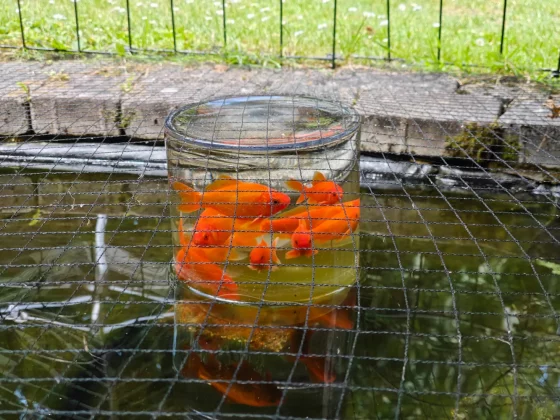 Обзор OnePlus 13s: безупречная автономность и флагманская мощь фото