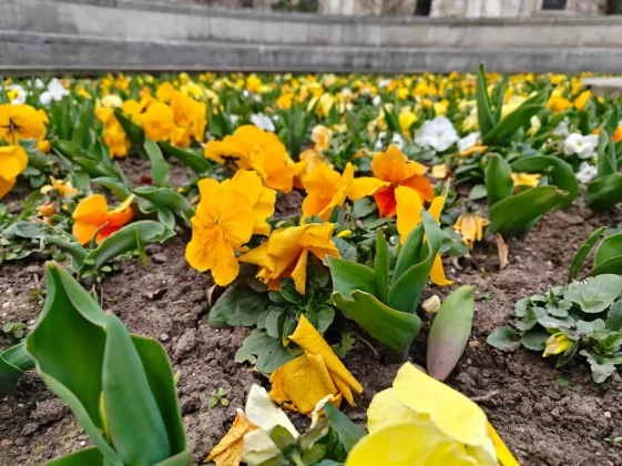 Обзор Oppo Find N5: огромный экран и впечатляющие возможности фото