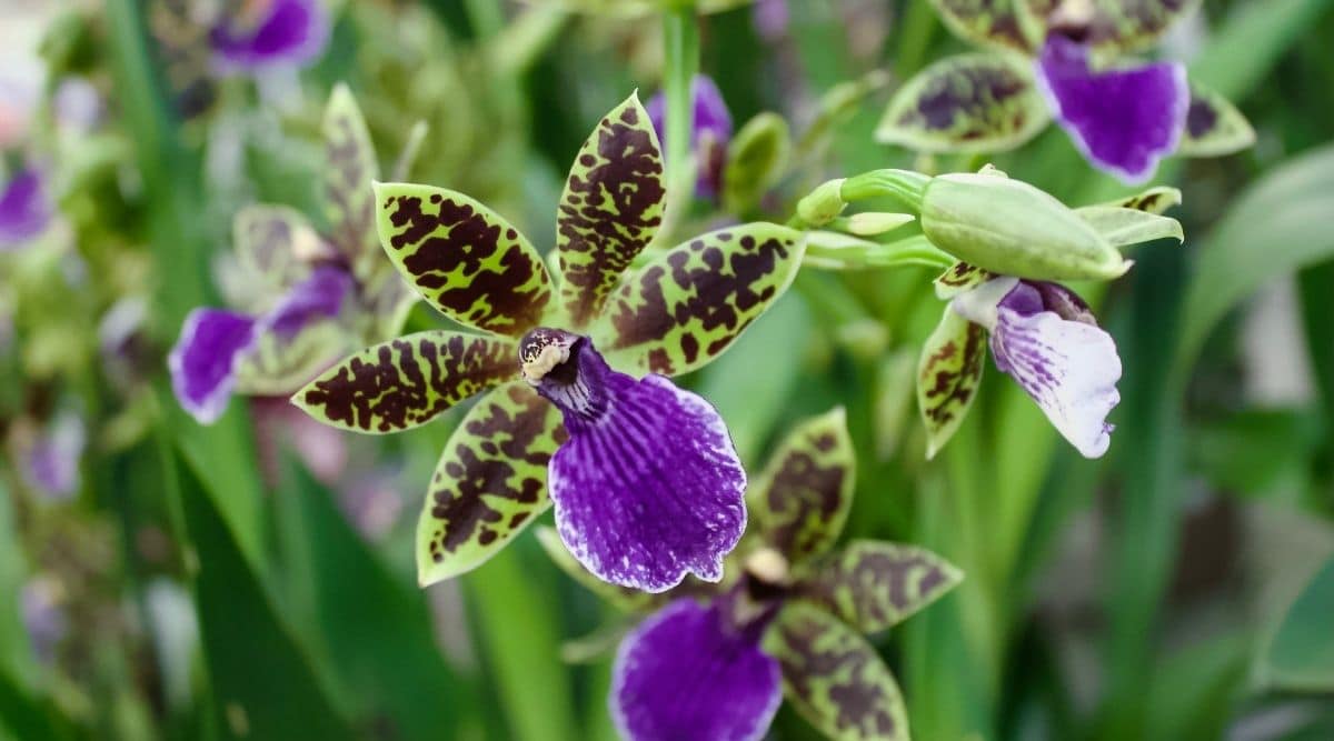 Орхидея зигопеталум