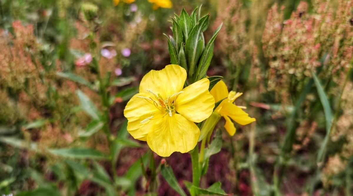 Ослинник двулетний